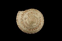 藏品(夸氏車輪螺)的圖片